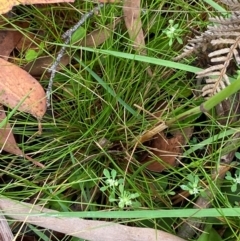 Hookerochloa eriopoda at QPRC LGA - 16 Feb 2024