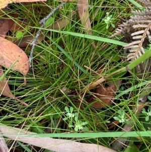 Hookerochloa eriopoda at QPRC LGA - 16 Feb 2024 02:06 PM