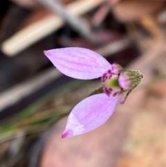 Eriochilus magenteus (Magenta Autumn Orchid) at QPRC LGA - 16 Feb 2024 by Tapirlord