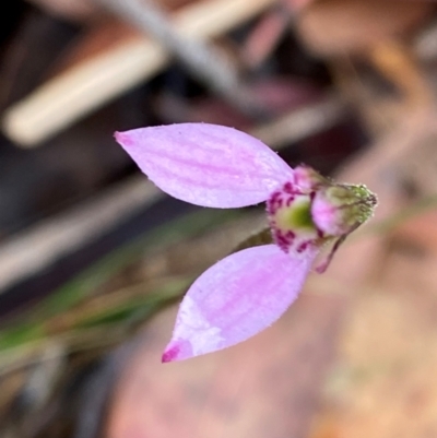 Eriochilus magenteus (Magenta Autumn Orchid) at QPRC LGA - 16 Feb 2024 by Tapirlord