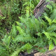 Blechnum nudum (Fishbone Water Fern) at Rossi, NSW - 16 Feb 2024 by Tapirlord