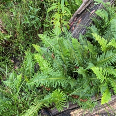Blechnum nudum (Fishbone Water Fern) at Rossi, NSW - 16 Feb 2024 by Tapirlord
