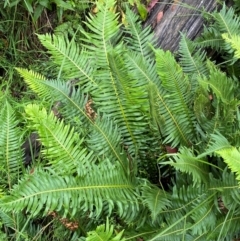 Blechnum nudum at QPRC LGA - 16 Feb 2024