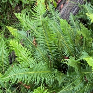 Blechnum nudum at QPRC LGA - 16 Feb 2024