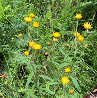 Xerochrysum bracteatum (Golden Everlasting) at QPRC LGA - 16 Feb 2024 by Tapirlord