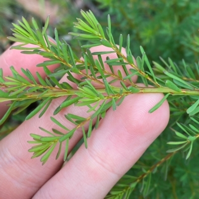 Pultenaea altissima (Tall Bush-pea) at Rossi, NSW - 16 Feb 2024 by Tapirlord