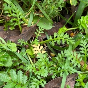 Leptinella filicula at QPRC LGA - 16 Feb 2024