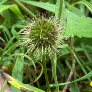 Acaena novae-zelandiae at QPRC LGA - 16 Feb 2024