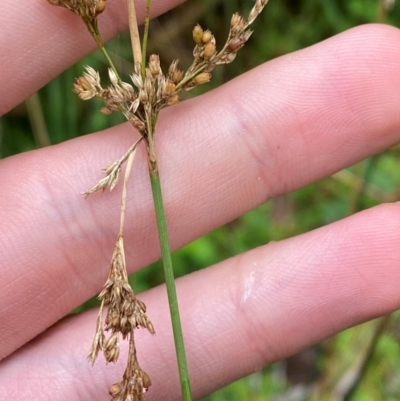 Juncus flavidus (Yellow Rush) at QPRC LGA - 16 Feb 2024 by Tapirlord