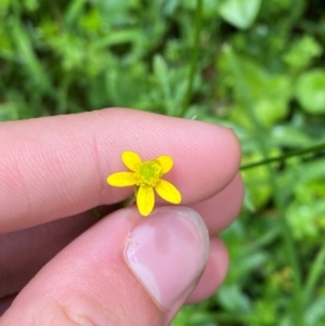 Ranunculus scapiger at QPRC LGA - 16 Feb 2024