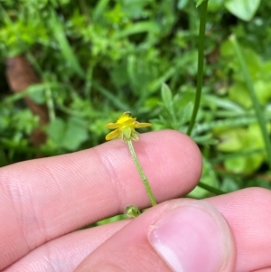 Ranunculus scapiger at QPRC LGA - 16 Feb 2024