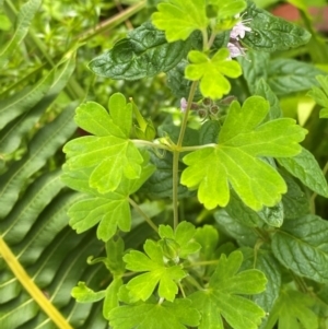 Geranium potentilloides var. potentilloides at QPRC LGA - 16 Feb 2024