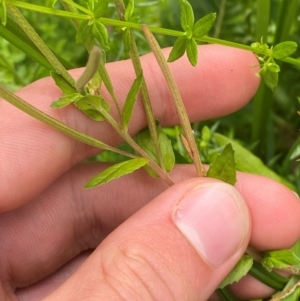 Epilobium billardiereanum subsp. hydrophilum at QPRC LGA - 16 Feb 2024