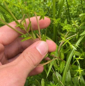 Epilobium billardiereanum subsp. hydrophilum at QPRC LGA - 16 Feb 2024