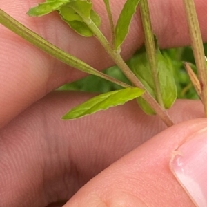 Epilobium billardiereanum subsp. hydrophilum at QPRC LGA - 16 Feb 2024