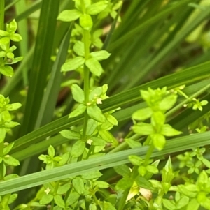 Galium leiocarpum at QPRC LGA - 16 Feb 2024