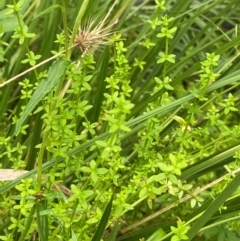 Galium leiocarpum at QPRC LGA - 16 Feb 2024