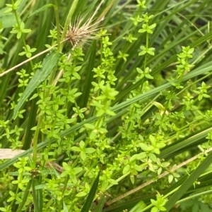 Galium leiocarpum at QPRC LGA - 16 Feb 2024