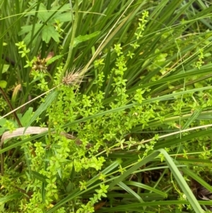 Galium leiocarpum at QPRC LGA - 16 Feb 2024