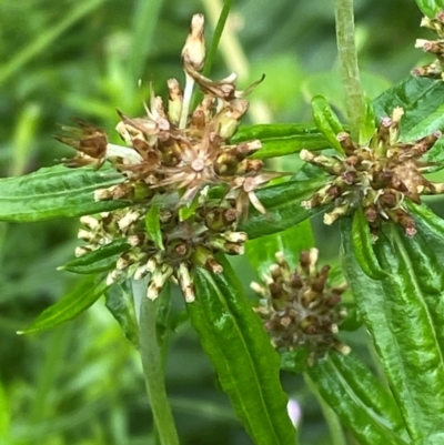 Euchiton limosus (Swamp Cudweed) at QPRC LGA - 16 Feb 2024 by Tapirlord