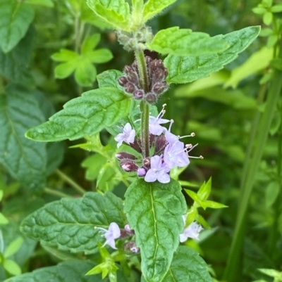 Mentha laxiflora (Forest Mint) at Rossi, NSW - 16 Feb 2024 by Tapirlord
