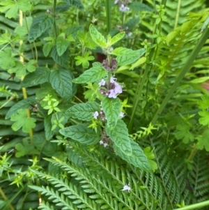 Mentha laxiflora at QPRC LGA - 16 Feb 2024