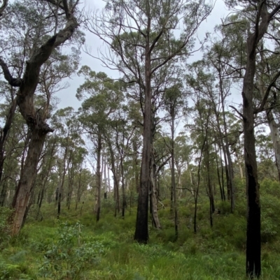 Eucalyptus fastigata (Brown Barrel) at Rossi, NSW - 16 Feb 2024 by Tapirlord