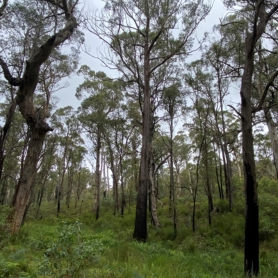 Eucalyptus fastigata (Brown Barrel) at QPRC LGA - 16 Feb 2024 by Tapirlord