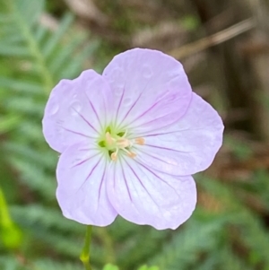 Geranium neglectum at QPRC LGA - 16 Feb 2024