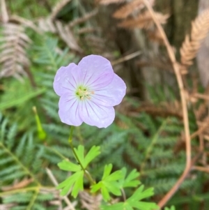 Geranium neglectum at QPRC LGA - 16 Feb 2024