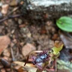 Chiloglottis reflexa (Short-clubbed Wasp Orchid) at QPRC LGA - 16 Feb 2024 by Tapirlord