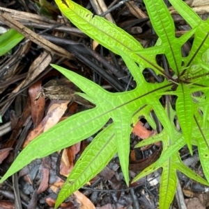 Solanum aviculare at QPRC LGA - 16 Feb 2024