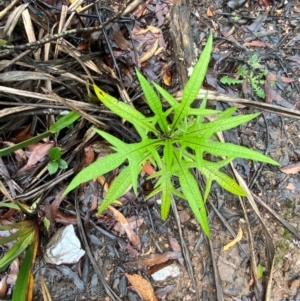 Solanum aviculare at QPRC LGA - 16 Feb 2024