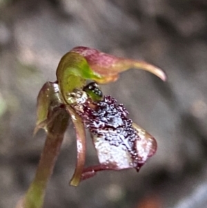 Chiloglottis reflexa at QPRC LGA - 16 Feb 2024