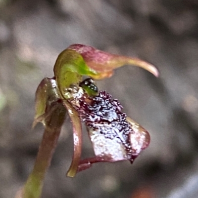 Chiloglottis reflexa (Short-clubbed Wasp Orchid) at Tallaganda State Forest - 16 Feb 2024 by Tapirlord