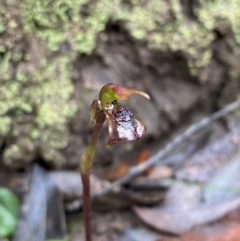 Chiloglottis reflexa at QPRC LGA - 16 Feb 2024