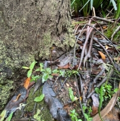 Chiloglottis reflexa at QPRC LGA - 16 Feb 2024