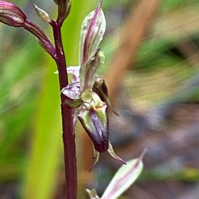 Acianthus exsertus (Large Mosquito Orchid) at QPRC LGA - 16 Feb 2024 by Tapirlord