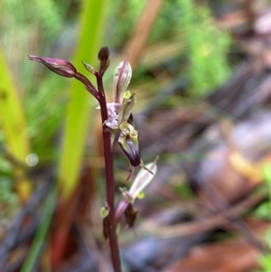 Acianthus exsertus at QPRC LGA - 16 Feb 2024