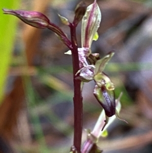 Acianthus exsertus at QPRC LGA - 16 Feb 2024