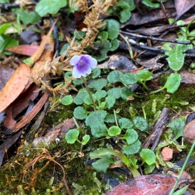Viola hederacea (Ivy-leaved Violet) at Tallaganda State Forest - 16 Feb 2024 by Tapirlord