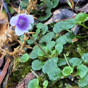 Viola hederacea at Tallaganda State Forest - 16 Feb 2024