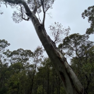 Eucalyptus dalrympleana subsp. dalrympleana at QPRC LGA - 16 Feb 2024