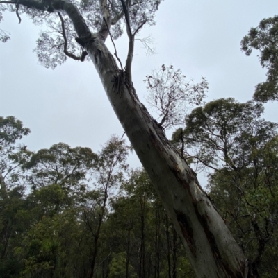 Eucalyptus dalrympleana subsp. dalrympleana (Mountain Gum) at QPRC LGA - 16 Feb 2024 by Tapirlord