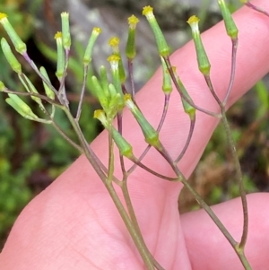 Senecio prenanthoides at Tallaganda State Forest - 16 Feb 2024 11:58 AM