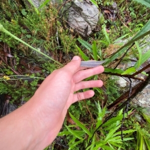 Senecio prenanthoides at Tallaganda State Forest - 16 Feb 2024