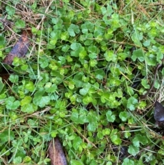 Gonocarpus micranthus subsp. micranthus (Creeping Raspwort) at Harolds Cross, NSW - 16 Feb 2024 by Tapirlord