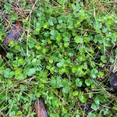 Gonocarpus micranthus subsp. micranthus (Creeping Raspwort) at QPRC LGA - 16 Feb 2024 by Tapirlord