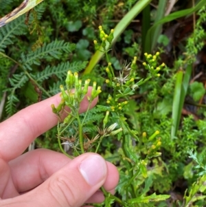 Senecio biserratus at QPRC LGA - 16 Feb 2024