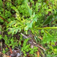 Senecio biserratus at QPRC LGA - 16 Feb 2024